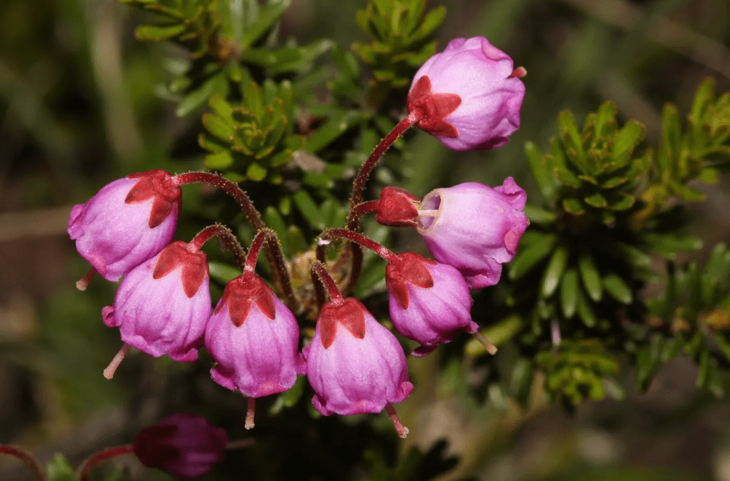Close-up of pink mountainheath flowers with bell-shaped blossoms and red stems, growing amid low evergreen foliage in an alpine setting.