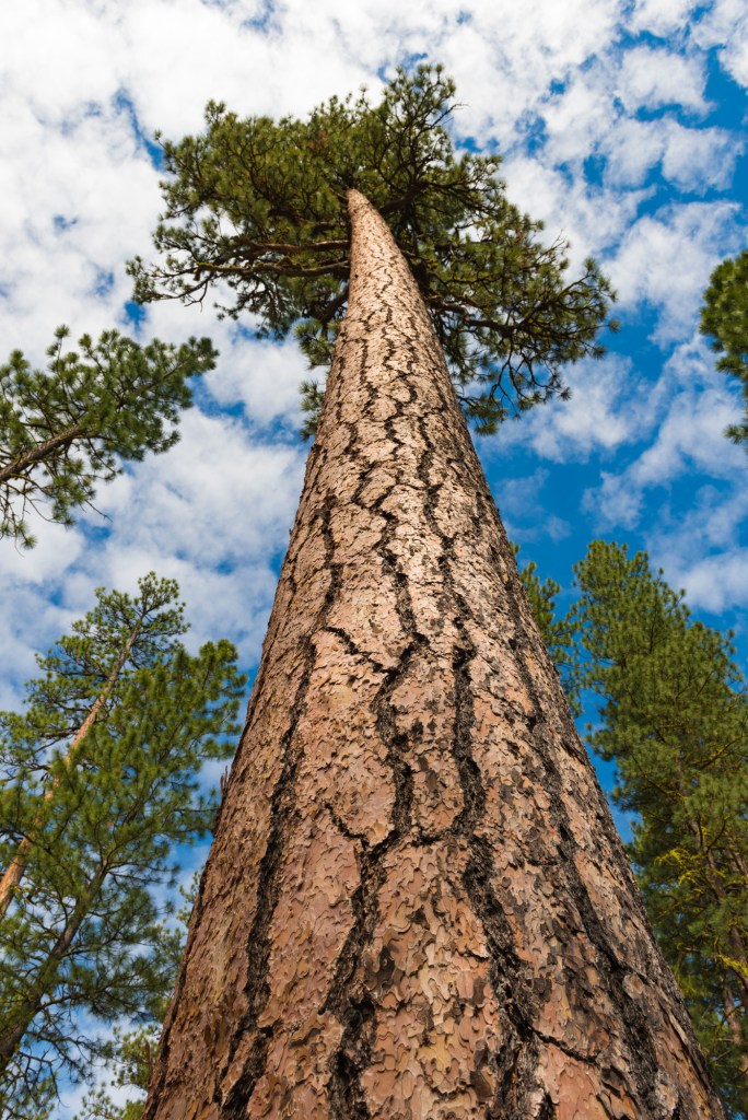 A towering ponderosa pine rises from the forest floor toward a bright blue sky, viewed from its base and surrounded by other mountain conifers.